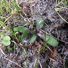 Solenogyne christensenii in silty riverbank habitat.<br>Photographer: John Barkla, Date taken: 14/04/2013, Licence: <a target='_blank' href='https://creativecommons.org/licenses/by/4.0'>CC BY</a>. <a class='member-message' href='/nzpcn/why-join-nzpcn/' target='_blank'>Members can view a larger version of this image.</a>