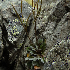 Mt Cerberus, Livingstone Mountains, Southland. 1400m elevation.<br>Photographer: Rowan Hindmarsh-Walls, Date taken: 20/01/2016, Licence: <a target='_blank' href='https://creativecommons.org/licenses/by-nc/4.0'>CC BY-NC</a>. <a class='member-message' href='/nzpcn/why-join-nzpcn/' target='_blank'>Members can view a larger version of this image.</a>