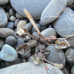 Kaitorete Spit, Canterbury.<br>Photographer: Melissa Hutchison, Date taken: 11/10/2014, Licence: All rights reserved. <a class='member-message' href='/nzpcn/why-join-nzpcn/' target='_blank'>Members can view a larger version of this image.</a>