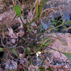Snowy Gorge, Ahuriri Conservation Park.<br>Photographer: Melissa Hutchison, Date taken: 09/03/2010, Licence: <a target='_blank' href='https://creativecommons.org/licenses/by-nc-nd/4.0'>CC BY-NC-ND</a>. <a class='member-message' href='/nzpcn/why-join-nzpcn/' target='_blank'>Members can view a larger version of this image.</a>