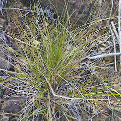 Carex devia