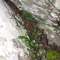 Cardamine dimidia, Kakanui Mountains.<br>Photographer: John Barkla, Date taken: 05/12/2006, Licence: <a target='_blank' href='https://creativecommons.org/licenses/by/4.0'>CC BY</a>. <a class='member-message' href='/nzpcn/why-join-nzpcn/' target='_blank'>Members can view a larger version of this image.</a>