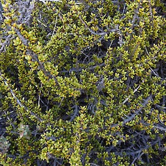 Coprosma fowerakeri, Ahuriri Conservation Park.<br>Photographer: John Barkla, Date taken: 14/01/2020, Licence: <a target='_blank' href='https://creativecommons.org/licenses/by/4.0'>CC BY</a>.