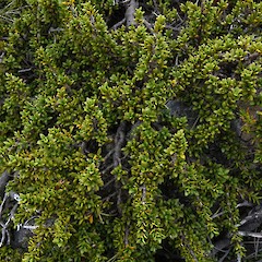 Coprosma fowerakeri, Ida Range.<br>Photographer: John Barkla, Date taken: 22/01/2018, Licence: <a target='_blank' href='https://creativecommons.org/licenses/by/4.0'>CC BY</a>.