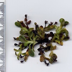 Myosotis bryonoma, Old Man Range.<br>Photographer: John Barkla, Date taken: 11/02/2010, Licence: <a target='_blank' href='https://creativecommons.org/licenses/by/4.0'>CC BY</a>. <a class='member-message' href='/nzpcn/why-join-nzpcn/' target='_blank'>Members can view a larger version of this image.</a>