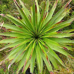 Darran Mountains, Fiordland, 900 m asl.<br>Photographer: Jesse Bythell, Date taken: 29/12/2014, Licence: <a target='_blank' href='https://creativecommons.org/licenses/by-nc/4.0'>CC BY-NC</a>. <a class='member-message' href='/nzpcn/why-join-nzpcn/' target='_blank'>Members can view a larger version of this image.</a>