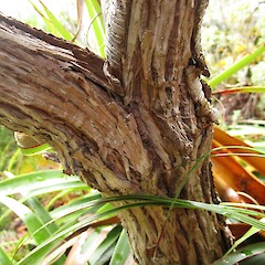 Fissured mature bark, Darran Mountains, Fiordland, 900 m asl.<br>Photographer: Jesse Bythell, Date taken: 29/12/2014, Licence: <a target='_blank' href='https://creativecommons.org/licenses/by-nc/4.0'>CC BY-NC</a>. <a class='member-message' href='/nzpcn/why-join-nzpcn/' target='_blank'>Members can view a larger version of this image.</a>
