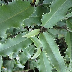 Olearia ilicifolia