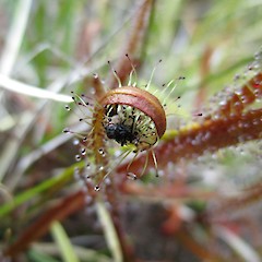 Darran Mountains, Fiordland, 750 m asl.<br>Photographer: Jesse Bythell, Date taken: 29/12/2014, Licence: <a target='_blank' href='https://creativecommons.org/licenses/by-nc/4.0'>CC BY-NC</a>.