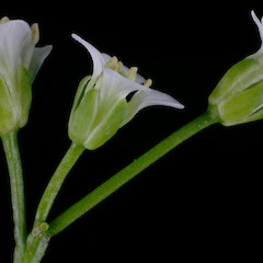 Photographer: Peter B. Heenan, Date taken: 23/12/2013, Licence: <a target='_blank' href='https://creativecommons.org/licenses/by/4.0'>CC BY</a>.