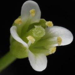 Photographer: Peter B. Heenan, Date taken: 03/03/2013, Licence: <a target='_blank' href='https://creativecommons.org/licenses/by/4.0'>CC BY</a>.