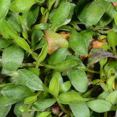 Photographer: Peter B. Heenan, Date taken: 04/03/2014, Licence: <a target='_blank' href='https://creativecommons.org/licenses/by/4.0'>CC BY</a>.
