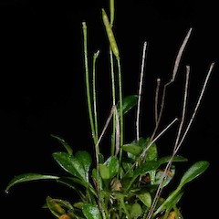 Photographer: Peter B. Heenan, Date taken: 22/02/2016, Licence: <a target='_blank' href='https://creativecommons.org/licenses/by/4.0'>CC BY</a>.