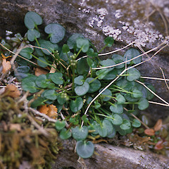 Photographer: Peter B. Heenan, Licence: <a target='_blank' href='https://creativecommons.org/licenses/by/4.0'>CC BY</a>.