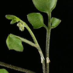 Photographer: Peter B. Heenan, Date taken: 05/11/2013, Licence: <a target='_blank' href='https://creativecommons.org/licenses/by/4.0'>CC BY</a>.