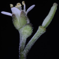 Photographer: Peter B. Heenan, Date taken: 27/07/2010, Licence: <a target='_blank' href='https://creativecommons.org/licenses/by-nc/4.0'>CC BY-NC</a>.