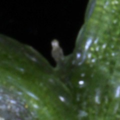 Photographer: Peter B. Heenan, Date taken: 26/07/2010, Licence: <a target='_blank' href='https://creativecommons.org/licenses/by/4.0'>CC BY</a>.