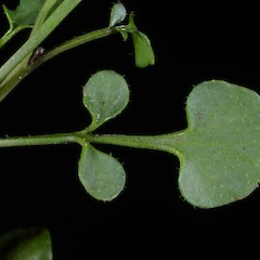 Photographer: Peter B. Heenan, Date taken: 16/12/2015, Licence: <a target='_blank' href='https://creativecommons.org/licenses/by/4.0'>CC BY</a>.