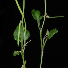 Photographer: Peter B. Heenan, Date taken: 16/12/2015, Licence: <a target='_blank' href='https://creativecommons.org/licenses/by/4.0'>CC BY</a>.