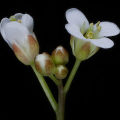 Photographer: Peter B. Heenan, Date taken: 04/12/2009, Licence: <a target='_blank' href='https://creativecommons.org/licenses/by/4.0'>CC BY</a>.
