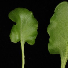 Photographer: Peter B. Heenan, Date taken: 06/03/2013, Licence: <a target='_blank' href='https://creativecommons.org/licenses/by/4.0'>CC BY</a>.