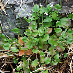 Photographer: Peter B. Heenan, Date taken: 09/12/2009, Licence: <a target='_blank' href='https://creativecommons.org/licenses/by/4.0'>CC BY</a>.