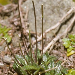 Photographer: Peter B. Heenan, Licence: <a target='_blank' href='https://creativecommons.org/licenses/by/4.0'>CC BY</a>.