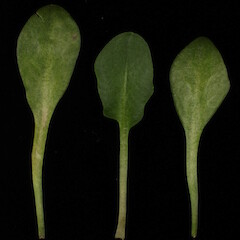 Cardamine pachyphylla