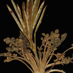 Photographer: Peter B. Heenan, Date taken: 21/02/2013, Licence: <a target='_blank' href='https://creativecommons.org/licenses/by/4.0'>CC BY</a>.