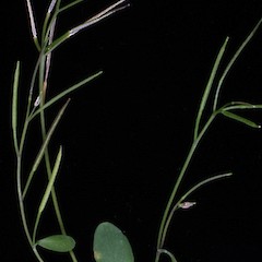 Photographer: Peter B. Heenan, Date taken: 22/08/2013, Licence: <a target='_blank' href='https://creativecommons.org/licenses/by/4.0'>CC BY</a>.