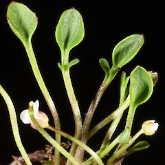 Photographer: Peter B. Heenan, Date taken: 30/12/2016, Licence: <a target='_blank' href='https://creativecommons.org/licenses/by/4.0'>CC BY</a>.