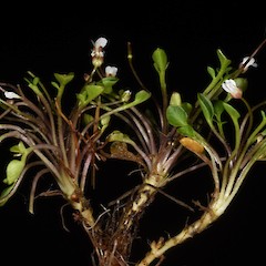 Photographer: Peter B. Heenan, Date taken: 30/12/2016, Licence: <a target='_blank' href='https://creativecommons.org/licenses/by/4.0'>CC BY</a>.