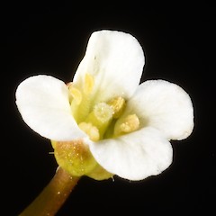 Photographer: Peter B. Heenan, Date taken: 30/12/2016, Licence: <a target='_blank' href='https://creativecommons.org/licenses/by/4.0'>CC BY</a>.