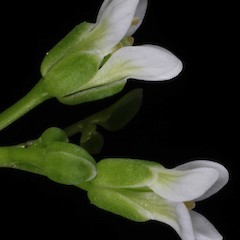Photographer: Peter B. Heenan, Date taken: 09/04/2013, Licence: <a target='_blank' href='https://creativecommons.org/licenses/by/4.0'>CC BY</a>.