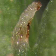 Photographer: Peter B. Heenan, Date taken: 05/03/2014, Licence: <a target='_blank' href='https://creativecommons.org/licenses/by/4.0'>CC BY</a>.