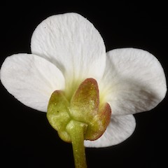 Photographer: Peter B. Heenan, Date taken: 30/12/2016, Licence: <a target='_blank' href='https://creativecommons.org/licenses/by/4.0'>CC BY</a>.