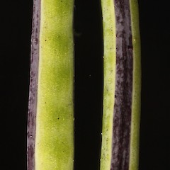 Photographer: Peter B. Heenan, Date taken: 01/01/2000, Licence: <a target='_blank' href='https://creativecommons.org/licenses/by/4.0'>CC BY</a>.