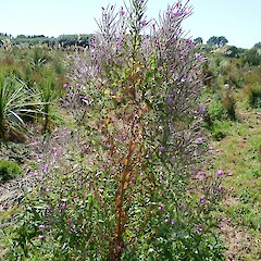 Travis Wetland Nature Heritage Park.<br>Photographer: Colin Meurk, Date taken: 02/02/2019, Licence: <a target='_blank' href='https://creativecommons.org/licenses/by/4.0'>CC BY</a>. <a class='member-message' href='/nzpcn/why-join-nzpcn/' target='_blank'>Members can view a larger version of this image.</a>