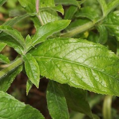 Foliage - adaxial leaf surface. Travis Wetland Nature Heritage Park.<br>Photographer: James Bailey, Date taken: 10/03/2019, Licence: <a target='_blank' href='https://creativecommons.org/licenses/by/4.0'>CC BY</a>. <a class='member-message' href='/nzpcn/why-join-nzpcn/' target='_blank'>Members can view a larger version of this image.</a>