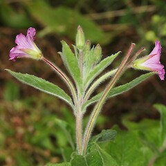 Inflorescence - Travis Wetland Nature Heritage Reserve.<br>Photographer: James Bailey, Date taken: 10/03/2019, Licence: <a target='_blank' href='https://creativecommons.org/licenses/by/4.0'>CC BY</a>. <a class='member-message' href='/nzpcn/why-join-nzpcn/' target='_blank'>Members can view a larger version of this image.</a>