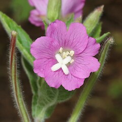 Flower - Travis Wetland Nature Heritage Reserve.<br>Photographer: James Bailey, Date taken: 10/03/2019, Licence: <a target='_blank' href='https://creativecommons.org/licenses/by/4.0'>CC BY</a>. <a class='member-message' href='/nzpcn/why-join-nzpcn/' target='_blank'>Members can view a larger version of this image.</a>