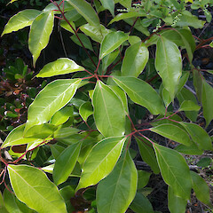 Seedling. Kaitaia, Matthews Ave.<br>Photographer: Peter J de Lange, Date taken: 13/11/2015, Licence: <a target='_blank' href='https://creativecommons.org/licenses/by/4.0'>CC BY</a>. <a class='member-message' href='/nzpcn/why-join-nzpcn/' target='_blank'>Members can view a larger version of this image.</a>
