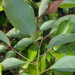 Abaxial leaf surface of seedling. Kaitaia, Matthews Ave.<br>Photographer: Peter J de Lange, Date taken: 13/11/2015, Licence: <a target='_blank' href='https://creativecommons.org/licenses/by/4.0'>CC BY</a>. <a class='member-message' href='/nzpcn/why-join-nzpcn/' target='_blank'>Members can view a larger version of this image.</a>
