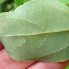 Cinnamomum camphora abaxial leaf surfae showing pocket domatia in axil between midrib and side veins. Wild specimen. Auckland, Mount Albert, Woodward Road, Unitec Institute of Technology Campus.<br>Photographer: Peter J de Lange, Date taken: 08/11/2019, Licence: <a target='_blank' href='https://creativecommons.org/licenses/by/4.0'>CC BY</a>. <a class='member-message' href='/nzpcn/why-join-nzpcn/' target='_blank'>Members can view a larger version of this image.</a>