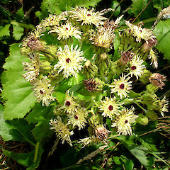 Chatham Island sow thistle (Embergeria grandifolia). Photo: Peter de Lange