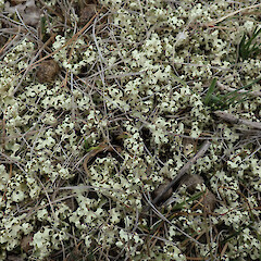 Chapman Road Scientific Reserve, Alexandra.<br>Photographer: Melissa Hutchison, Date taken: 19/11/2019, Licence: <a target='_blank' href='https://creativecommons.org/licenses/by-nc/4.0'>CC BY-NC</a>. <a class='member-message' href='/nzpcn/why-join-nzpcn/' target='_blank'>Members can view a larger version of this image.</a>