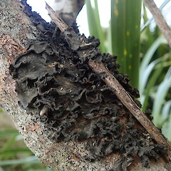 Dry state of Leptogium coralloideum corticolous in coastal scrub, North shore, Auckland.<br>Photographer: Marley Ford, Date taken: 25/07/2019, Licence: <a target='_blank' href='https://creativecommons.org/licenses/by-nc/4.0'>CC BY-NC</a>. <a class='member-message' href='/nzpcn/why-join-nzpcn/' target='_blank'>Members can view a larger version of this image.</a>