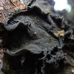 Dry state of Leptogium coralloideum, North Shore Auckland.<br>Photographer: Marley Ford, Date taken: 25/08/2019, Licence: <a target='_blank' href='https://creativecommons.org/licenses/by-nc/4.0'>CC BY-NC</a>. <a class='member-message' href='/nzpcn/why-join-nzpcn/' target='_blank'>Members can view a larger version of this image.</a>