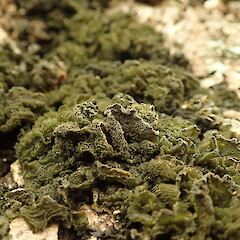 Leptogium coralloideum in wet state, Common lichen on urban Oak tree in Mt Albert, Auckland.<br>Photographer: Marley Ford, Date taken: 29/05/2020, Licence: <a target='_blank' href='https://creativecommons.org/licenses/by-nc/4.0'>CC BY-NC</a>. <a class='member-message' href='/nzpcn/why-join-nzpcn/' target='_blank'>Members can view a larger version of this image.</a>