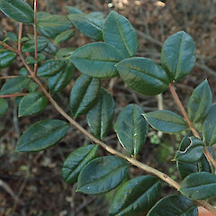 Luma apiculata